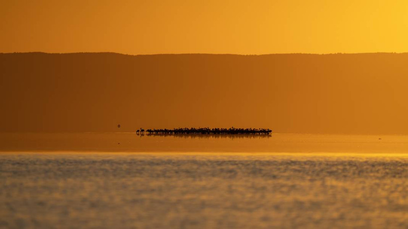 Tuz Gölü, 5 bin yavru flamingoya ev sahipliği yapıyor - Resim: 9